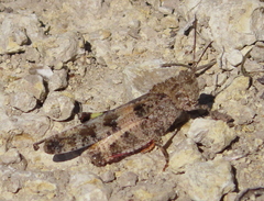 Spharagemon cristatum