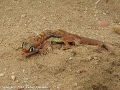 Pachydactylus rangei