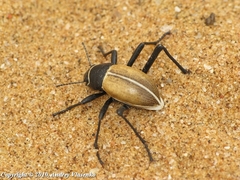 Onymacris marginipennis