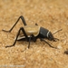 Humbug Namib Darkling Beetle - Photo (c) Andrey Vlasenko, some rights reserved (CC BY-NC), uploaded by Andrey Vlasenko