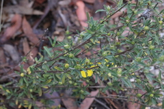 Hibbertia obtusifolia