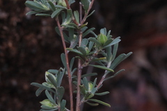 Hibbertia obtusifolia