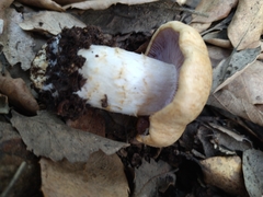 Phlegmacium variiforme