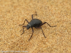 Onymacris unguicularis