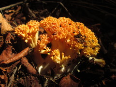 Ramaria subaurantiaca