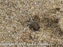 Eurymorpha cyanipes