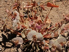 Claytonia rubra