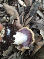 Phlegmacium variiforme