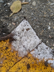 Erysiphe liriodendri