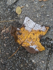 Erysiphe liriodendri