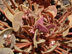 Claytonia rubra