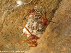 Belonogaster lateritia