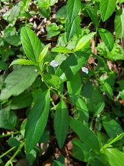 Pombalia linearifolia