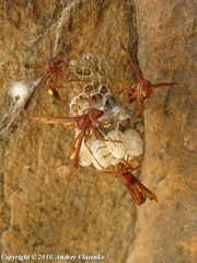 Belonogaster lateritia