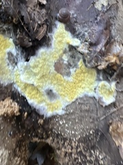 Serpula himantioides