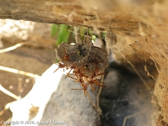 Belonogaster lateritia