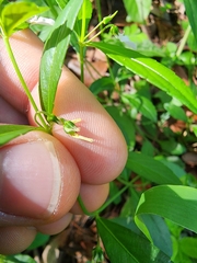 Pombalia linearifolia