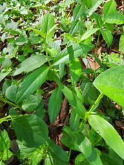 Pombalia linearifolia