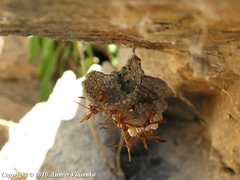 Belonogaster lateritia