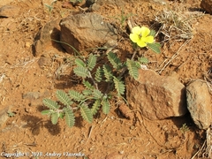 Tribulus