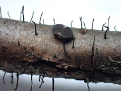 Dermea prunastri