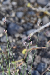 Poa glauca