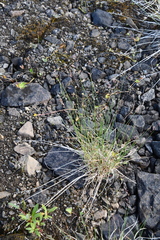 Poa glauca