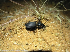Gonogenia