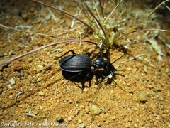 Gonogenia