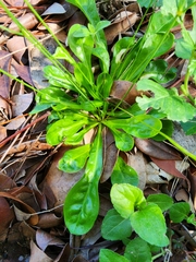 Paramollugo nudicaulis