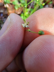 Paramollugo nudicaulis
