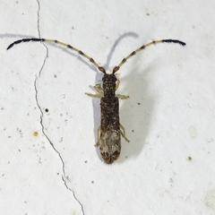 Antodice opena