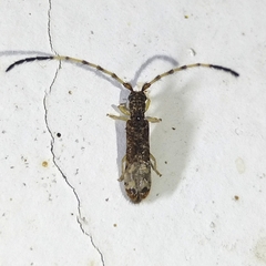 Antodice opena