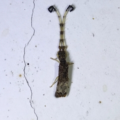 Antodice opena