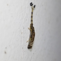 Antodice opena