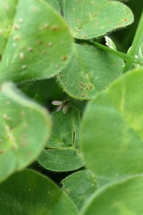 Cerodontha angustipennis