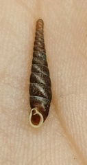 Bathyptychia shennong