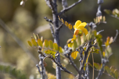 Sophora chrysophylla