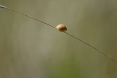 Paropsisterna fastidiosa