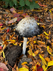 Coprinus