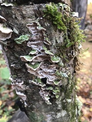 Cerrena unicolor