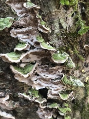 Cerrena unicolor