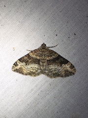 Xanthorhoe lacustrata