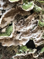 Cerrena unicolor