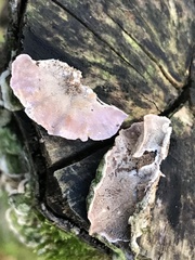 Cerrena unicolor