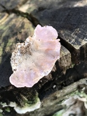 Cerrena unicolor