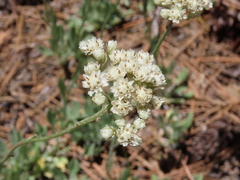 Antennaria argentea