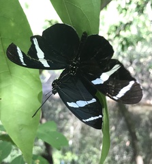 Heliconius