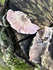 Cerrena unicolor