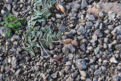 Astragalus tugarinovii